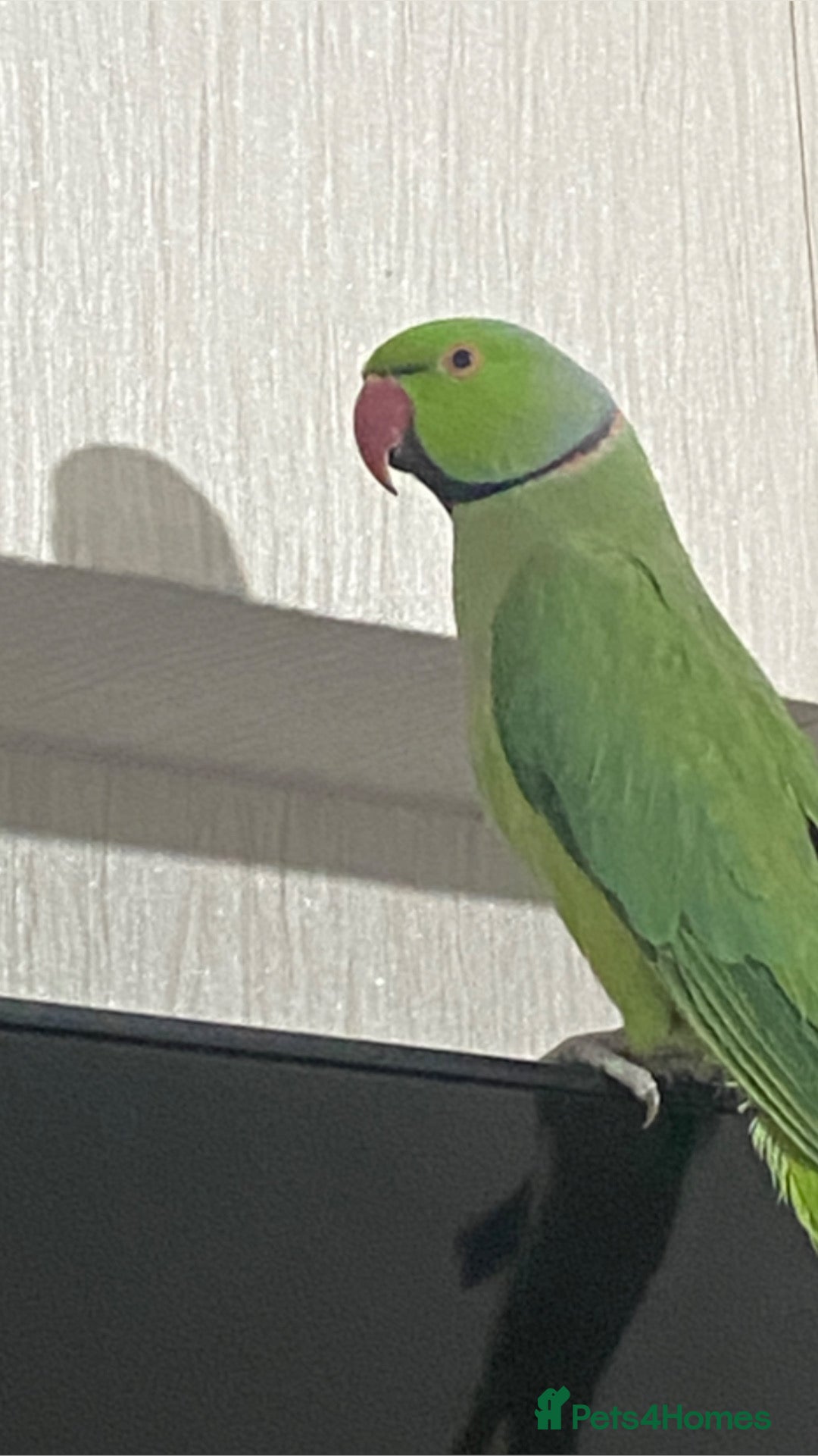 Ringnecks birds for sale: Male Indian ringneck - Advert 4