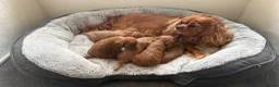 Cavapoo dogs for sale: 🐾 Exquisite F1 Cavapoo Puppies Available 🐾  - Advert 1