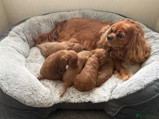 Cavapoo dogs 🐾 Exquisite F1 Cavapoo Puppies Available 🐾 - Advert 5