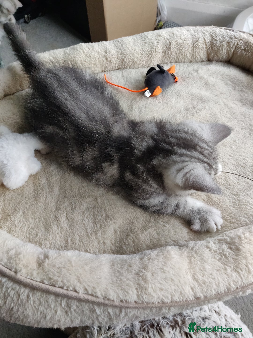 British Shorthair cats for sale: British Shorthair kittens - Image 20