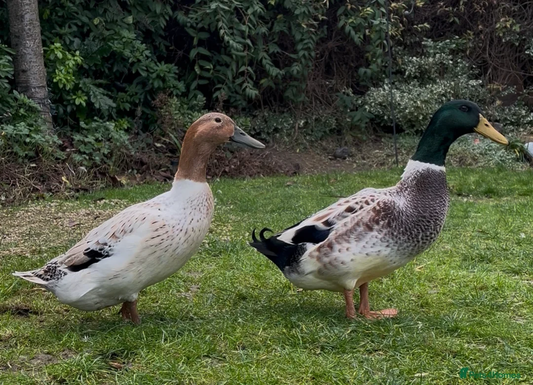 Ducks poultry for sale: Welsh Harlequin Ducklings - Advert 1