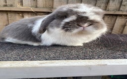 Mini Lop rabbits for sale: Mini lops  - Image 2