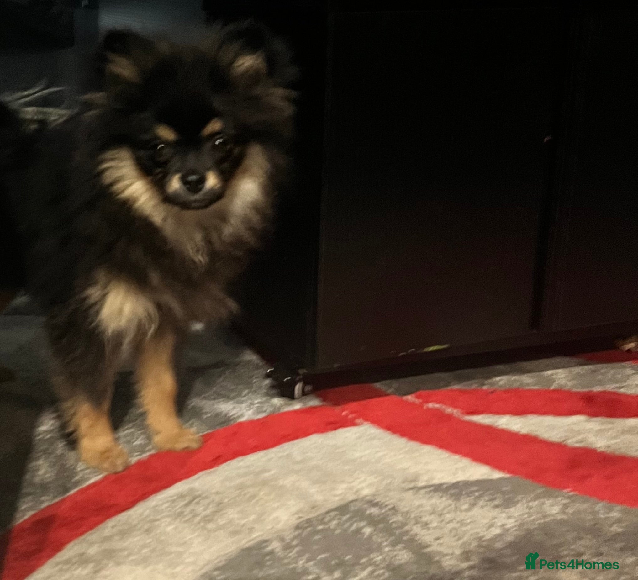 Pomeranian dogs Beautiful Pomeranian female  - Advert 1