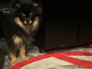 Pomeranian dogs Beautiful Pomeranian female - Advert 1