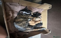 Mixed Breed cats for sale: 3 beautiful playful kittens  - Image 28