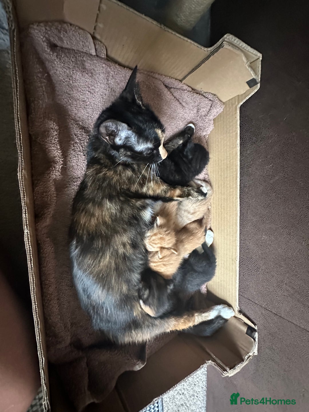 Mixed Breed cats for sale: 3 beautiful playful kittens  - Image 28