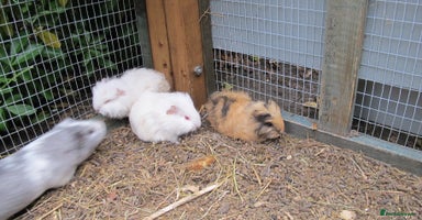 Guinea Pig rodents - Advert 7