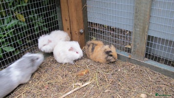 Guinea Pig rodents - Advert 5