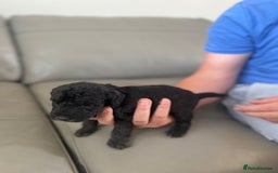 Bedlington Terrier dogs for sale: KC registered Bedlington terrier puppies - Image 12