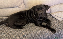 Mixed Breed dogs for sale: American pocket Corso - Image 4