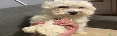 Bichon Frise 3