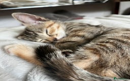 Mixed Breed cats for sale: Adorable kittens ready for loving homes! - Image 23