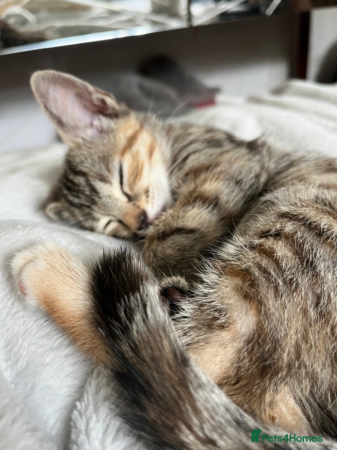 Mixed Breed cats for sale: Adorable kittens ready for loving homes! - Image 23