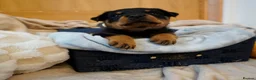 Rottweiler dogs for sale: Stunning litter of Rotweillers from family pet  in Wolverhampton - Advert 21
