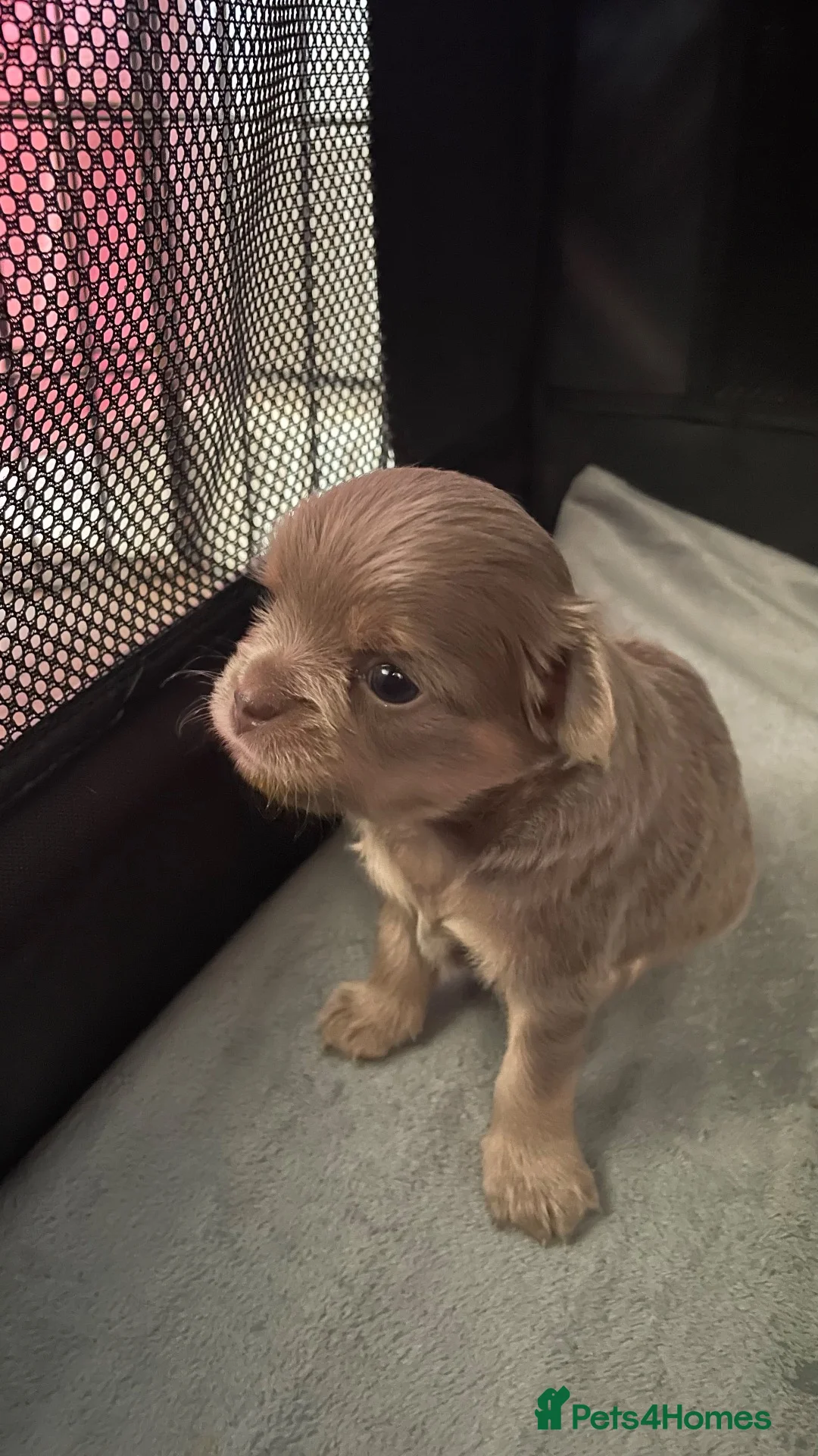Chihuahua dogs for sale: 2 stunning long haired chihuahuas  - Advert 2