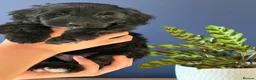 Cockapoo dogs for sale: Beautiful litter of F2b Cockapoos!🦌🐶 - Advert 12