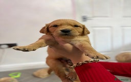 Golden Retriever dogs for sale: KC, Extensively health tested goldens boy and girl - Image 18