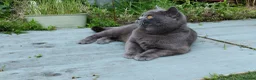 British Shorthair cats for sale: British shorthair x Domestic shorthair  - Advert 18
