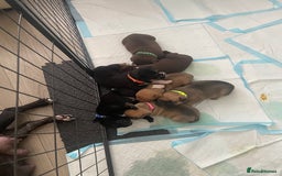 Mixed Breed dogs for sale: Pocket bully cross Chow Chow puppies for sale - Image 3