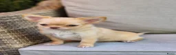 Chihuahua dogs for sale: Amazing Longcoat Apple head Chihuahua Puppies  - Advert 11