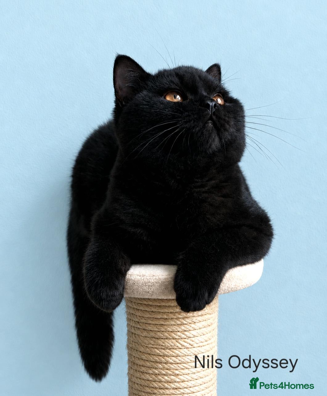 British Shorthair cats for sale: Exceptional Pedigree BSH Kittens  - Advert 2