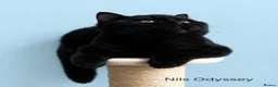 British Shorthair cats for sale: Finest Pedigree BSH Kittens  - Advert 1