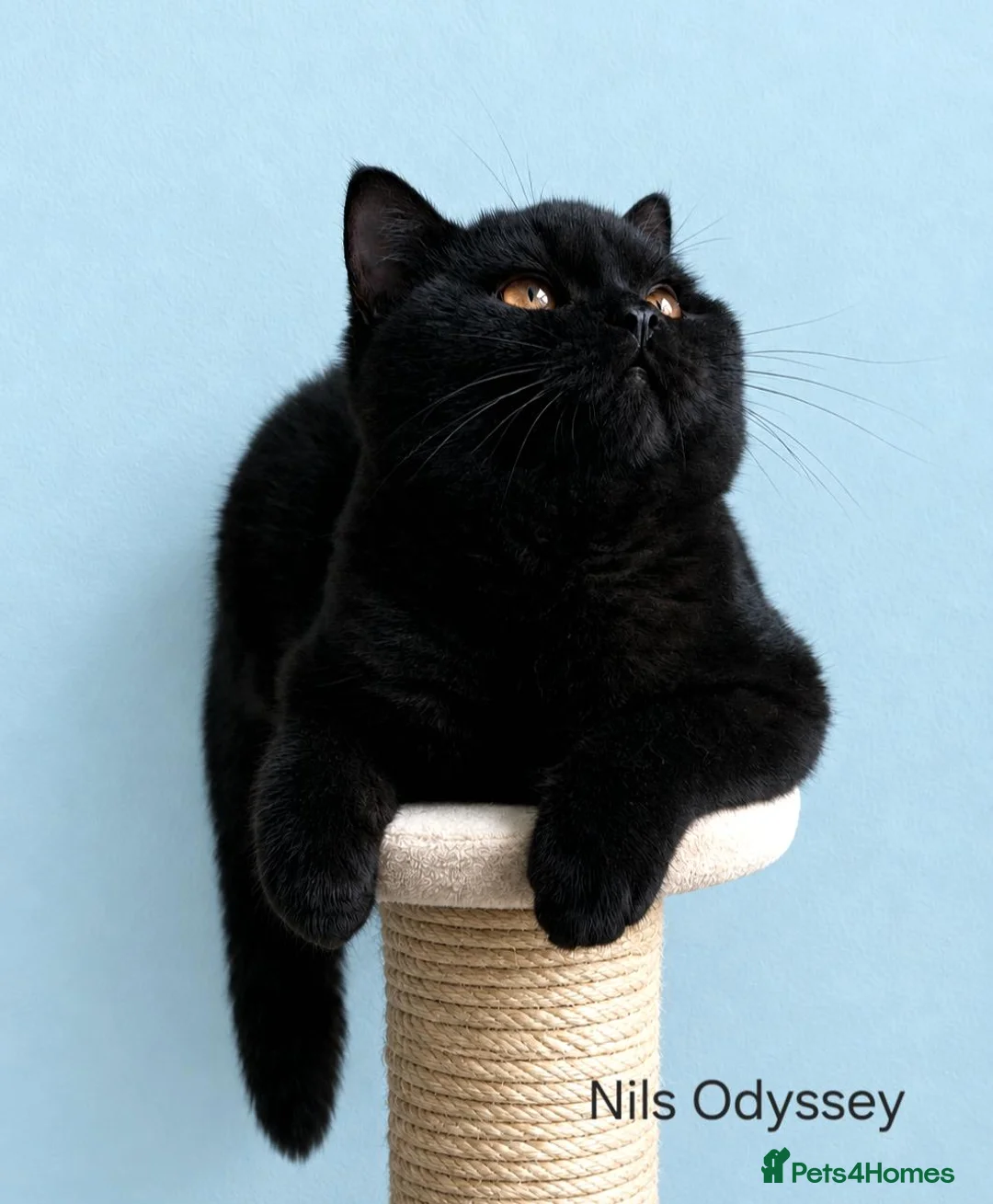 British Shorthair cats for sale: Finest Pedigree BSH Kittens  - Advert 1