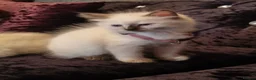 Ragdoll cats for sale: Beautiful Ragdoll Kittens - Advert 2