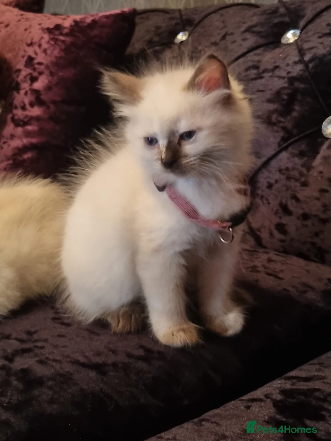 Ragdoll cats for sale: Beautiful Ragdoll Kittens - Advert 2