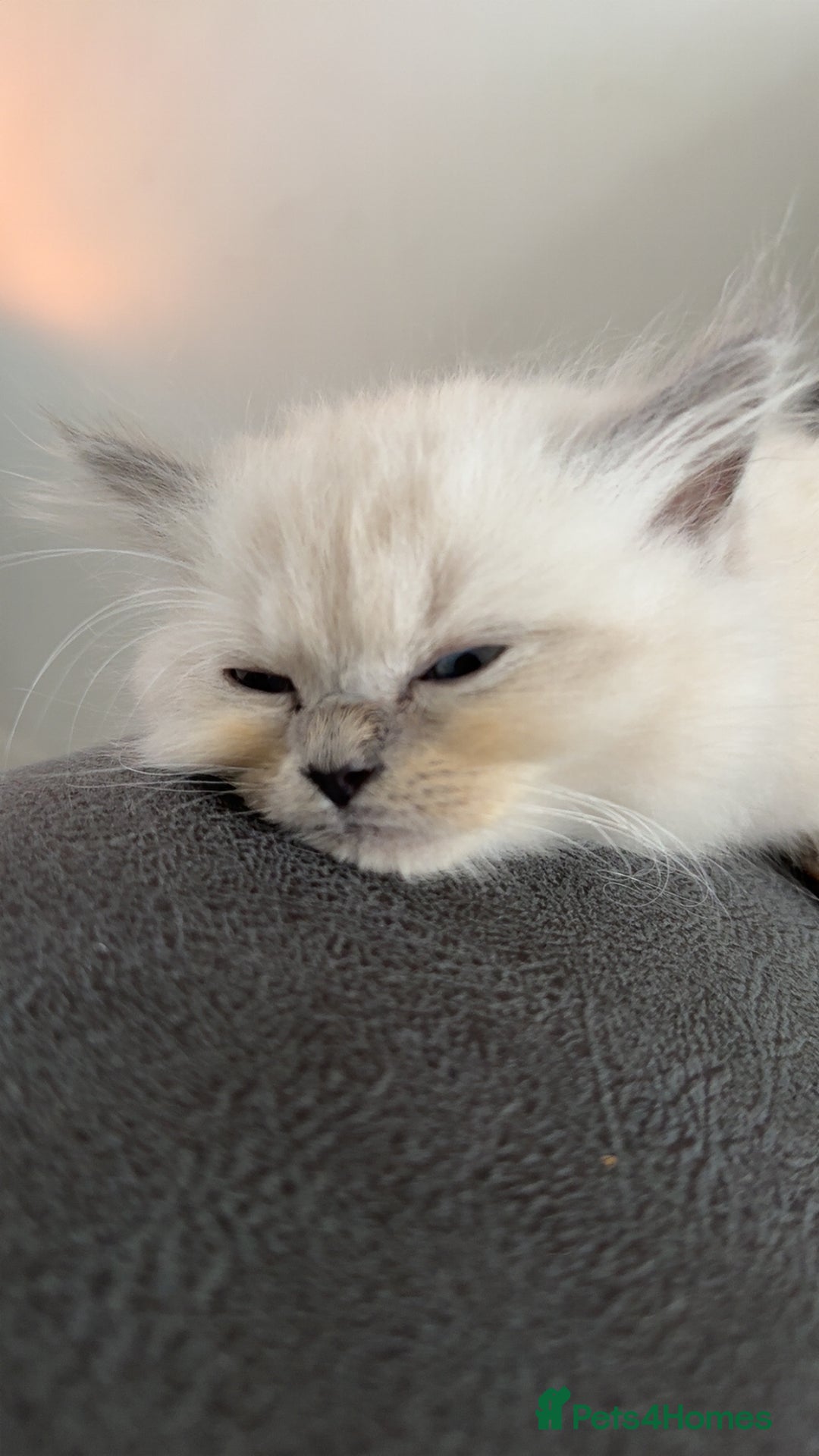 Ragdoll cats for sale: Female ragdoll  - Image 2
