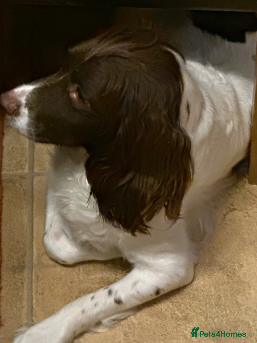 English Springer Spaniel dogs for sale: Adorable Kennel club registered ESS puppies  - Advert 2