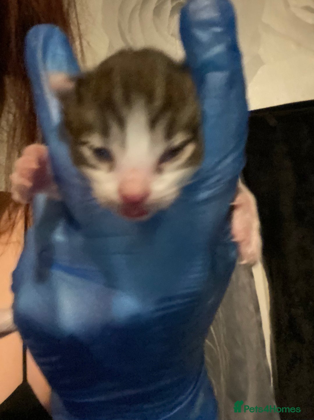 Mixed Breed cats for sale: Kittens for sale, 3 males 1 female  - Advert 4