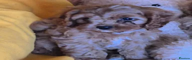 Cavapoo 2