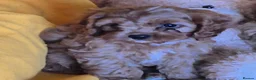 Cavapoo dogs for sale: Health checked Cavapoo puppies  - Advert 6