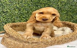 Cocker Spaniel dogs for sale: 🧡READY TO LEAVE Cocker Spaniel Puppies For Sale - Image 9