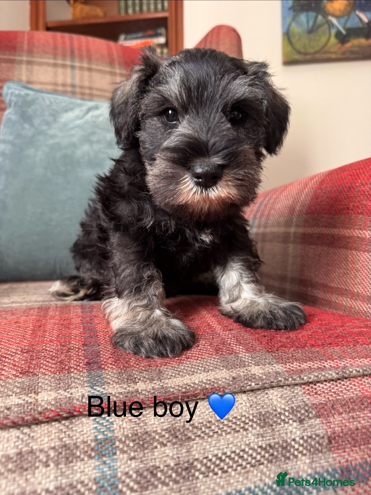 Miniature Schnauzer dogs KC registered, health tested puppies available  - Advert 1