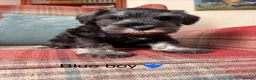 Miniature Schnauzer dogs for sale: KC registered, health tested puppies available  - Advert 1