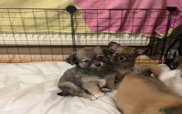 Chihuahua dogs for sale: 5 teacup chihuahua puppies - Image 2
