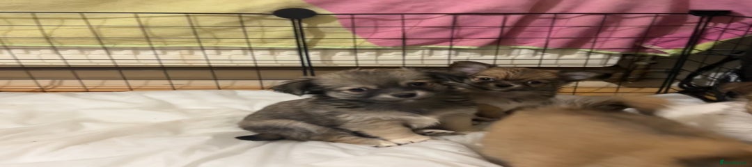 Chihuahua Puppy 4