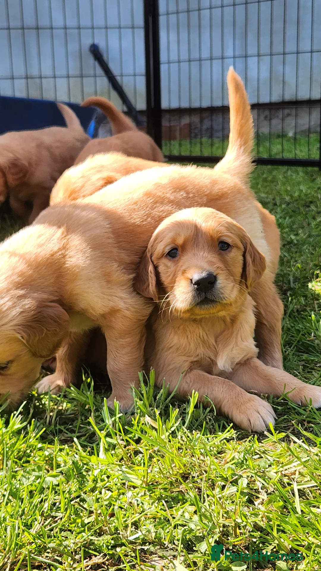 Golden Retriever dogs for sale: Working Golden Retriever - Advert 2