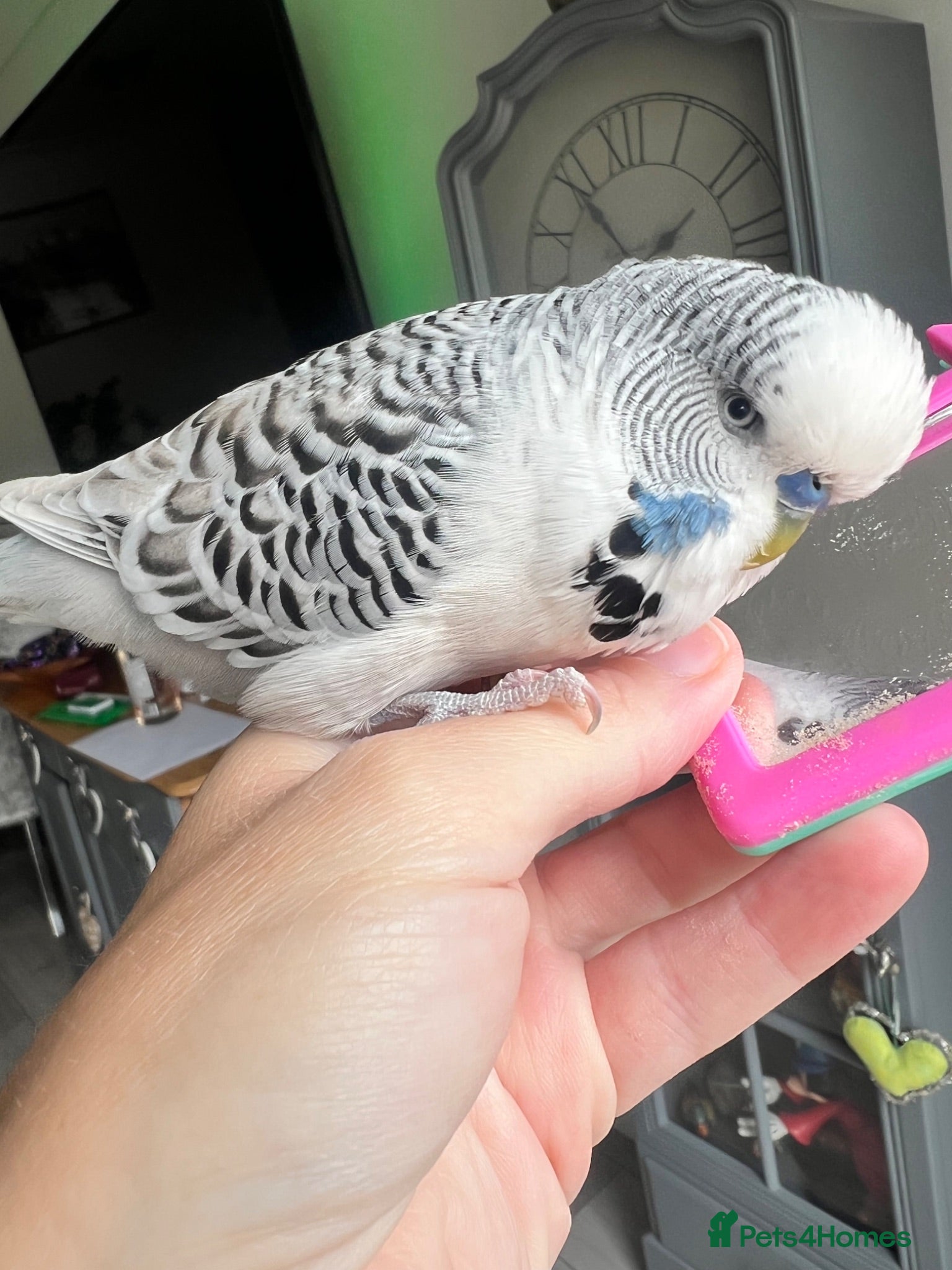 Budgerigars birds Talking Budgie Heartbreaking sale  - Advert 1