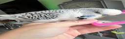 Budgerigars birds for sale: Talking Budgie Heartbreaking sale  in Newcastle upon Tyne - Advert 1