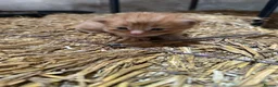 Mixed Breed cats for sale: Farm kitten - Advert 14