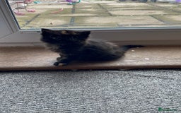 Mixed Breed cats for sale: Beautiful little kittens - Image 16