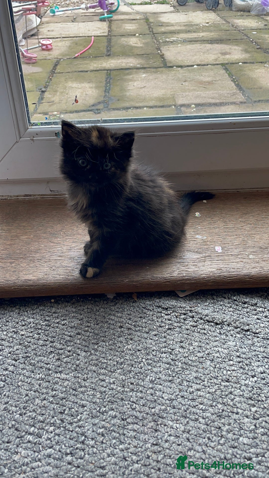 Mixed Breed cats for sale: Beautiful little kittens - Image 16