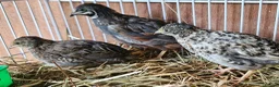 Quail poultry for sale: Chinese Painted Button Quail Groups  - Advert 5