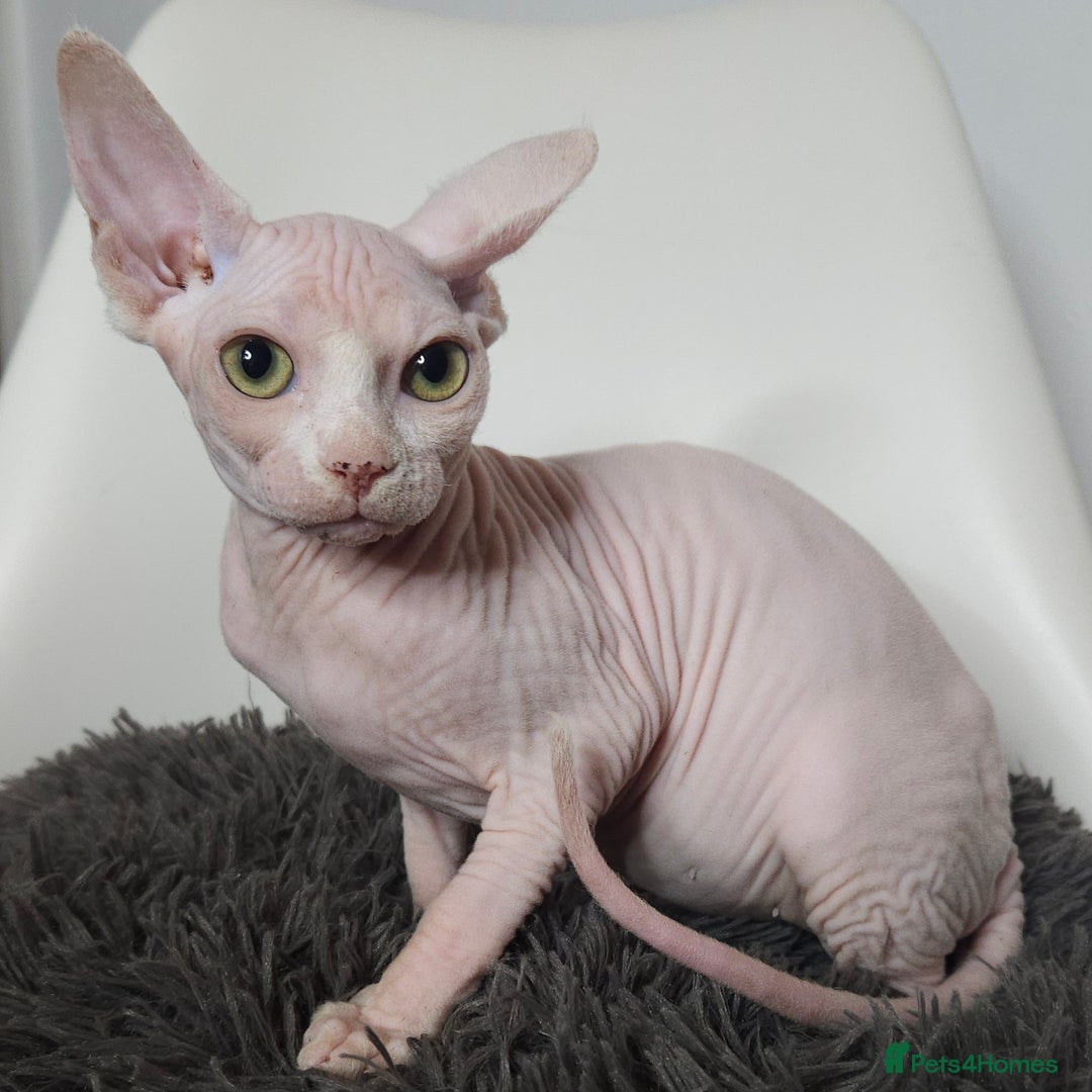 Sphynx cats for sale: Pedigree Sphynx kittens. Ready to go. - Advert 7