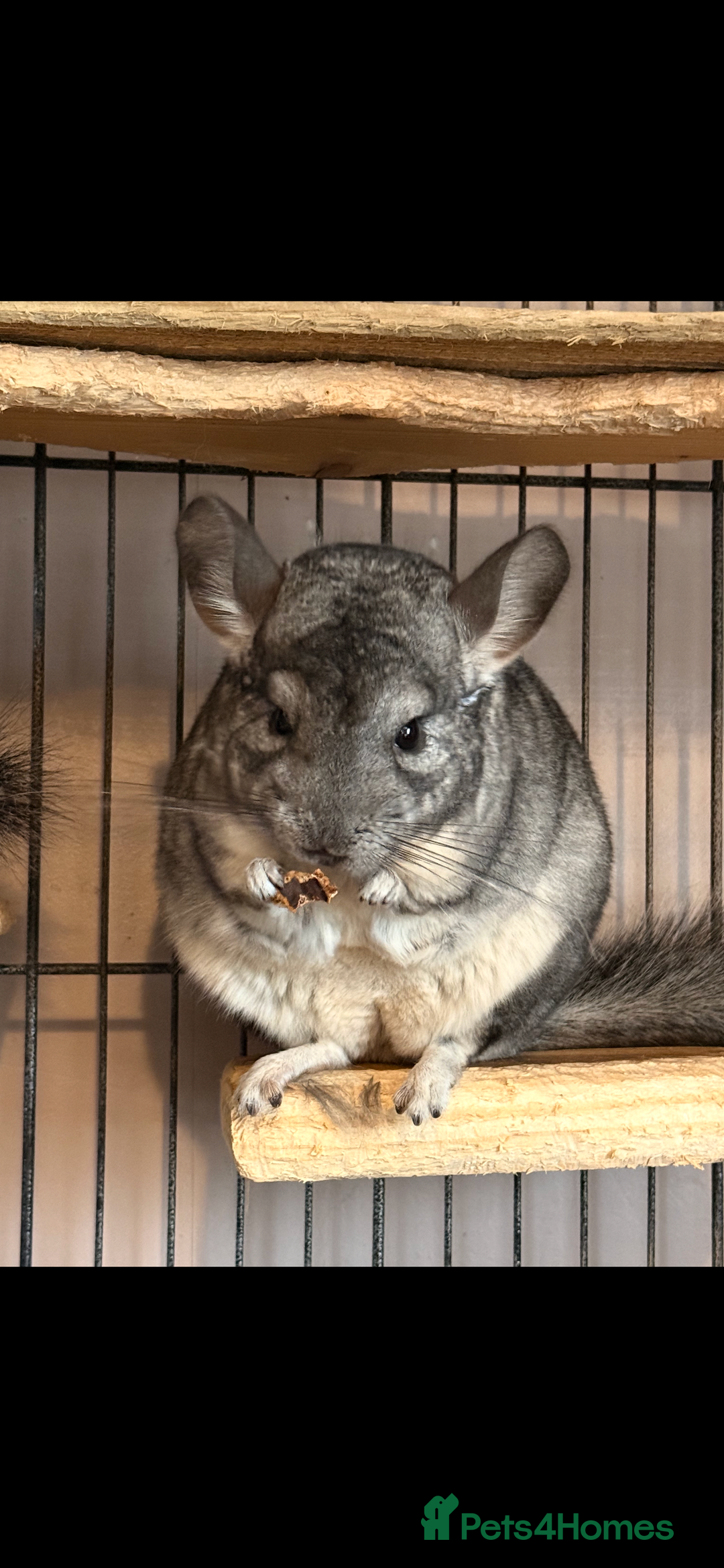 Chinchilla rodents for sale: Female and male - Advert 2