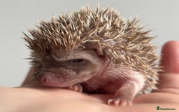 Pygmy Hedgehog rodents for sale: Ethically Bred African Pygmy Hedgehog 2 girls  - Advert 8