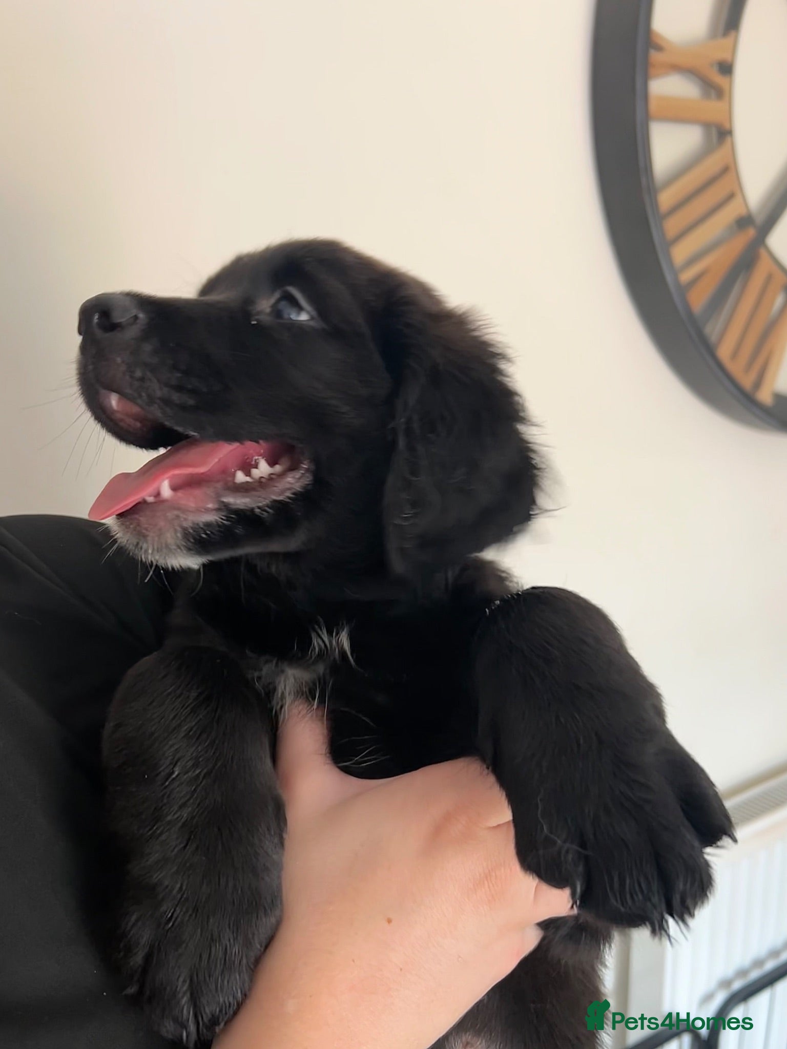Mixed Breed dogs 4 pups left 🐾 READY NOW  - Advert 4